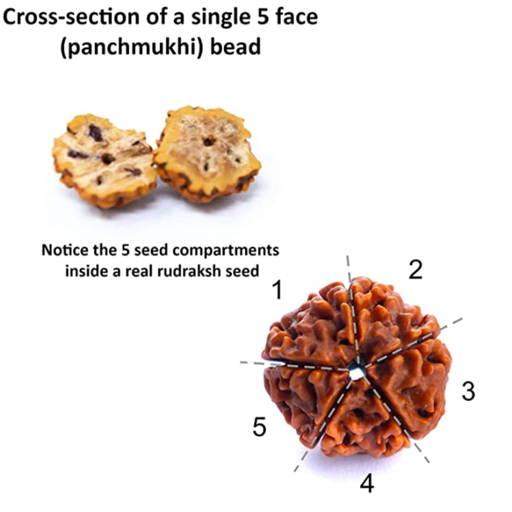 Mala rudraksha 108 perles